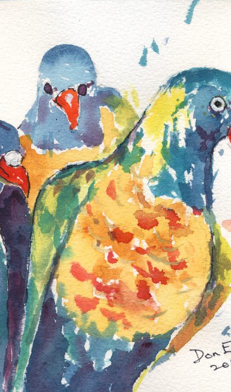 Three_Rainbow_Lorikeets_Watercolor